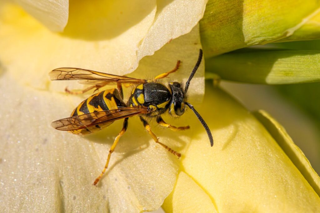 Are Yellow Jackets Beneficial