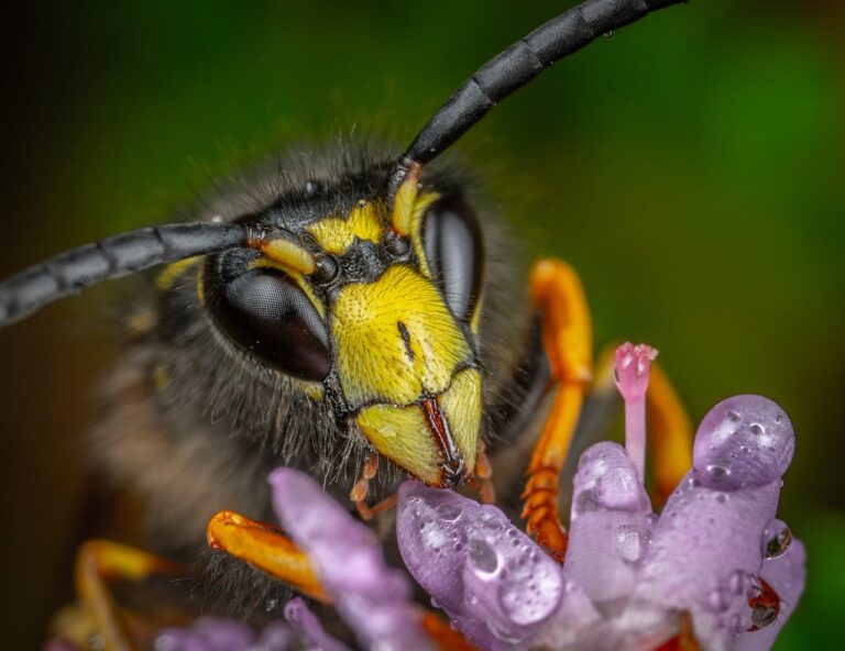 Are Yellow Jackets Pollinators