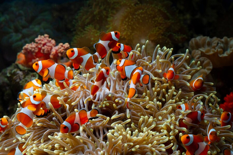 Clownfish and Sea Anemones