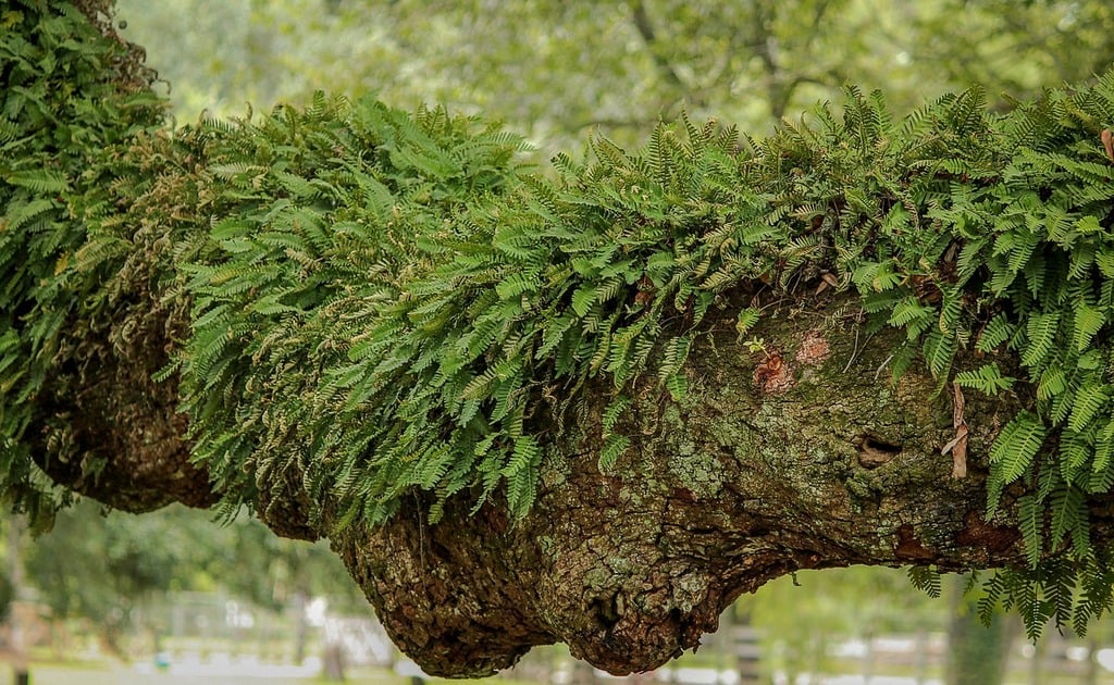 Epiphytes on Trees