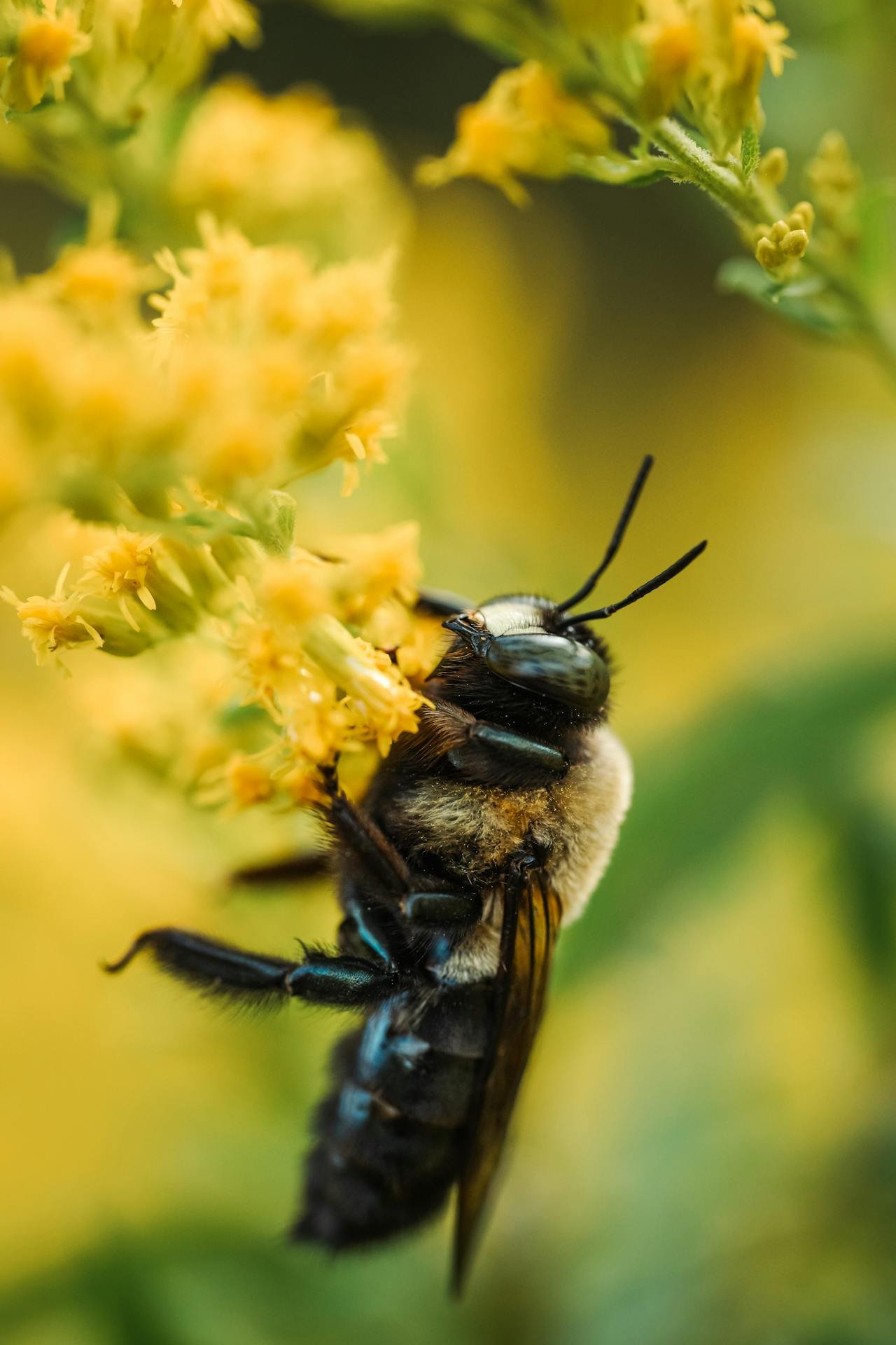 Are carpenter bees pollinators their role in ecosystems what is