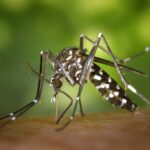 How Do Mosquitoes Help the Environment