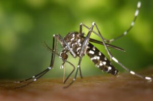 How Do Mosquitoes Help the Environment