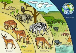 Levels of Organization in Ecosystems