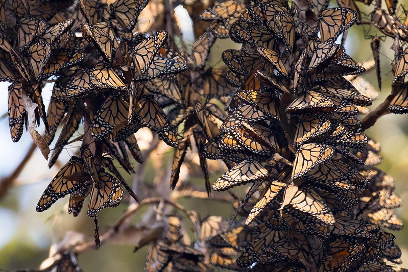 Monarch Butterfly Population