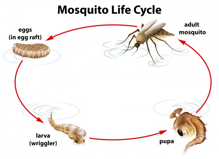 Mosquito Larvae - Life Cycle