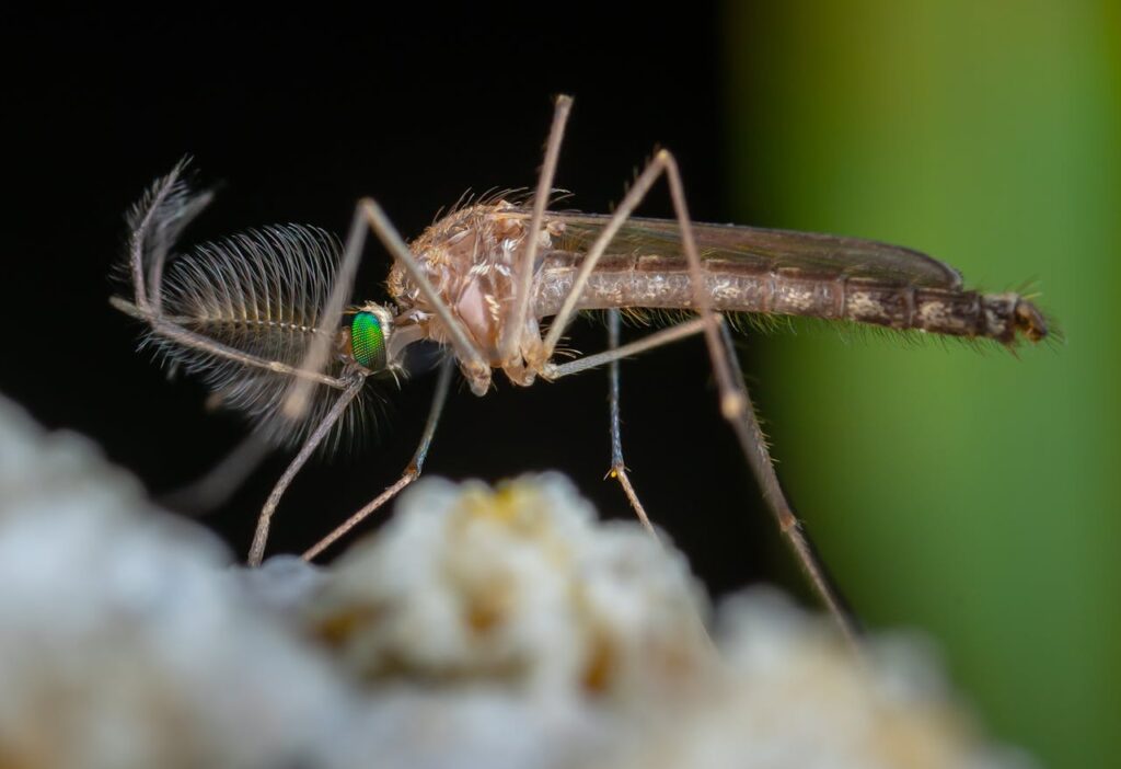 Mosquitoes as Pollinators