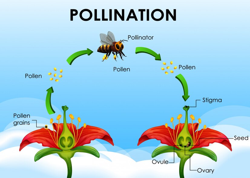 Mutualism - Pollinators and Flowers