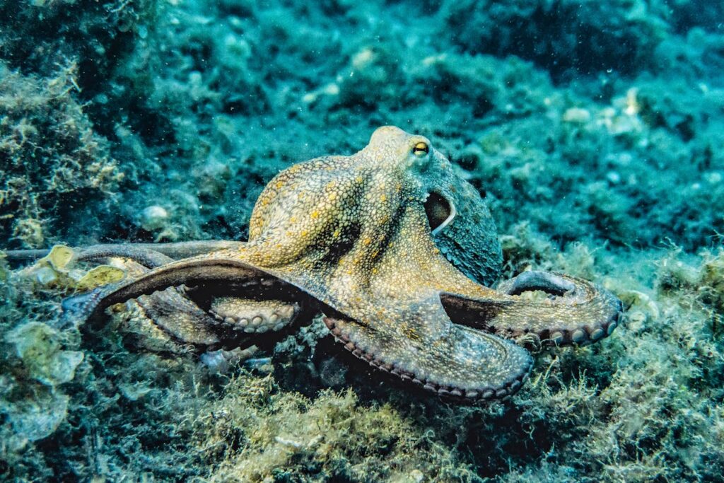 Octopuses