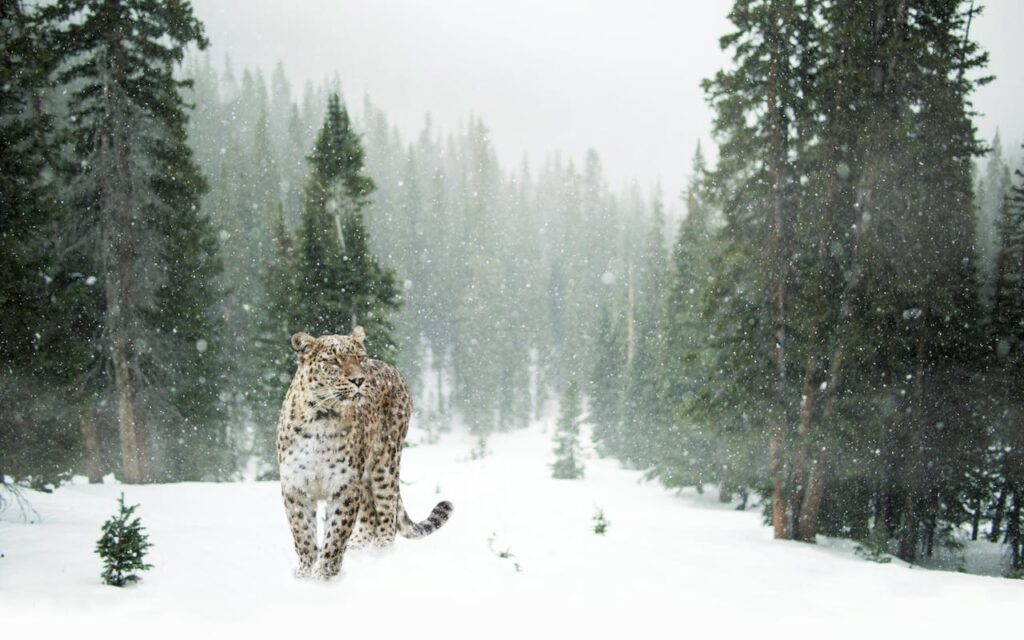 Organism - The Individual in the Ecosystem. Example - Snow Leopard