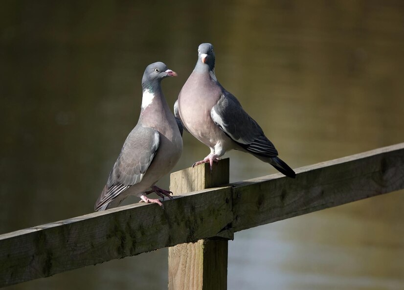 Pigeons