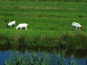 What Conditions Characterize Sustainable Grazing Practices