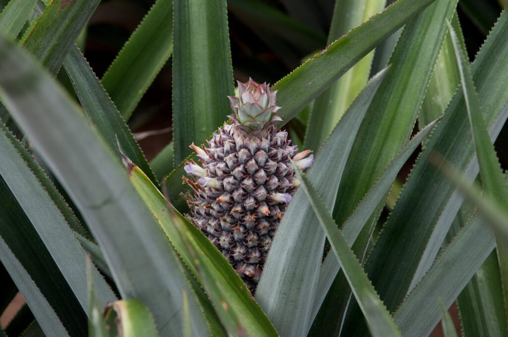 A fruiting pineapple