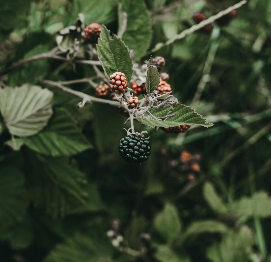 Blackberry Growth