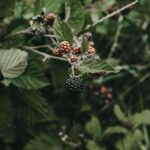 Do Blackberries Grow on Trees