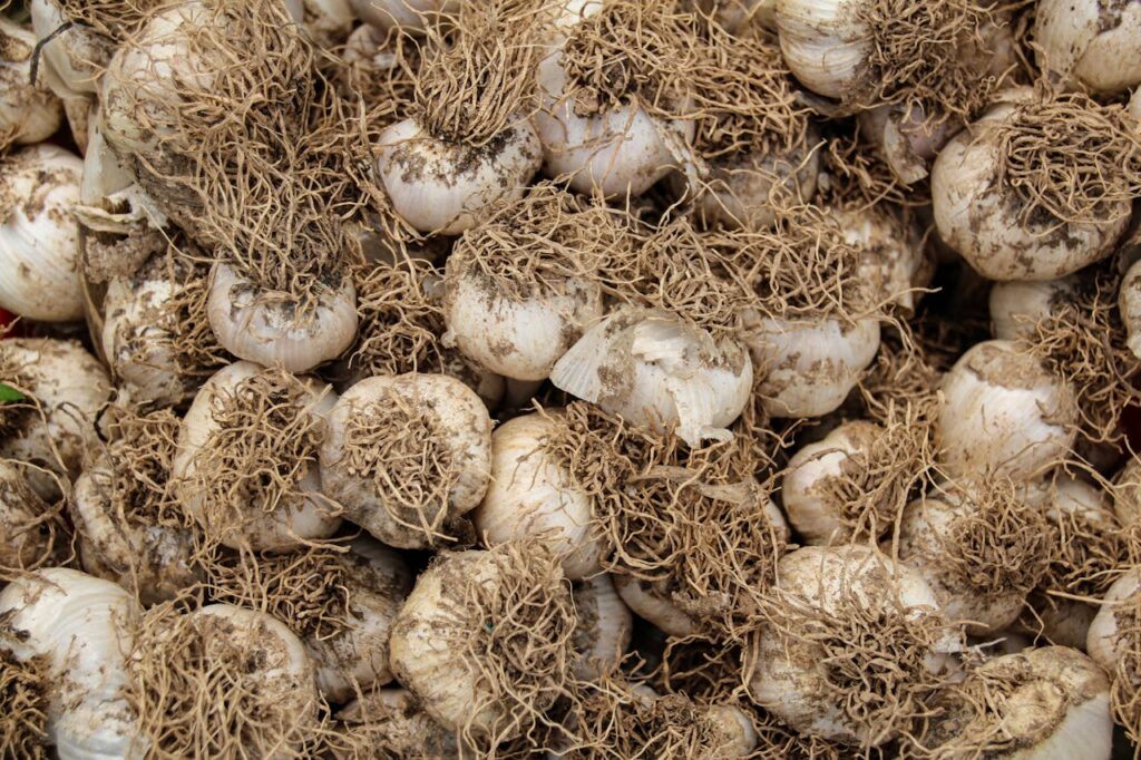 How to Harvest Garlic Without Damage