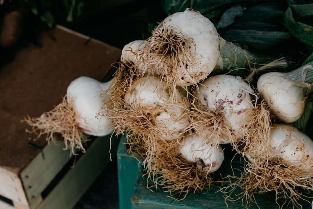 How to Plant and Grow Garlic