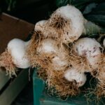 How to Plant and Grow Garlic