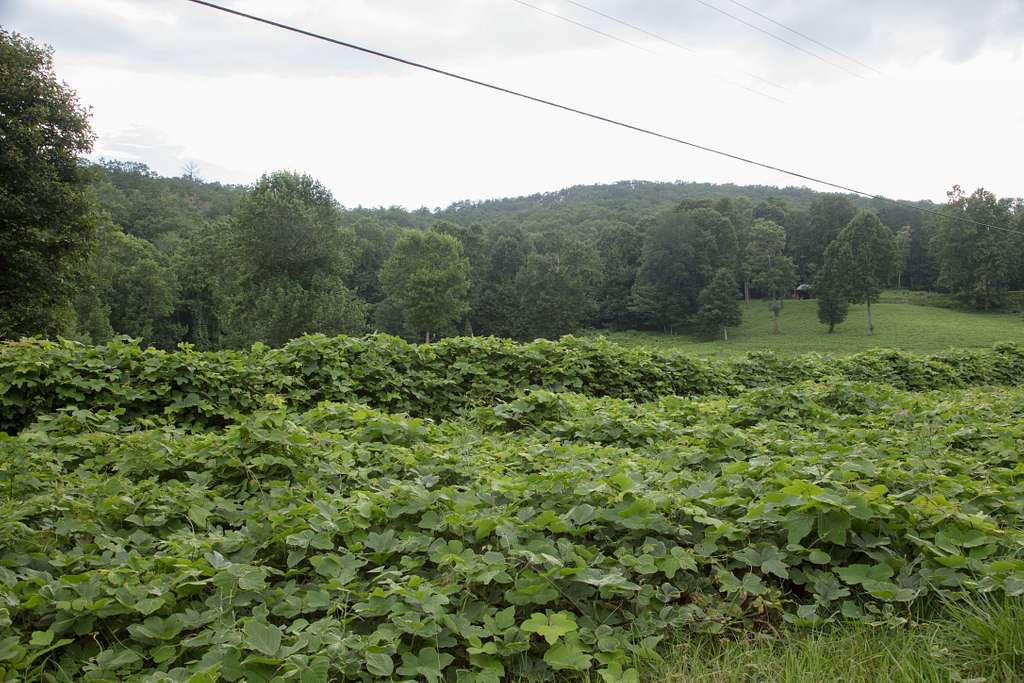 Kudzu Invasive Species