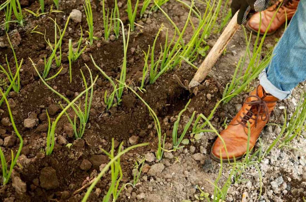 Preparing the Soil for garlic plant