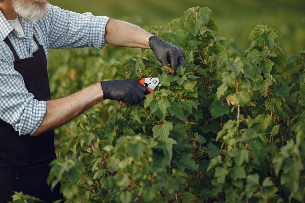 Pruning and Maintenance Blackberry Plant