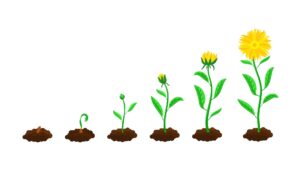 Stages of Plant Growth