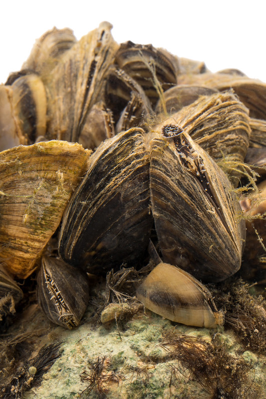 Zebra Mussels Invasive Species