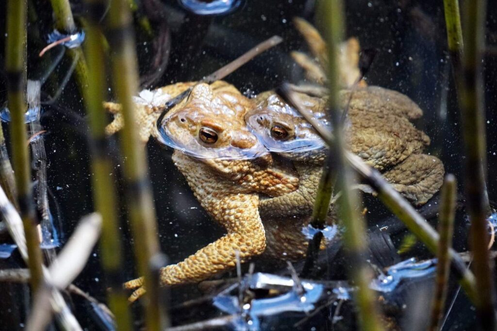 the cane toad invasive species