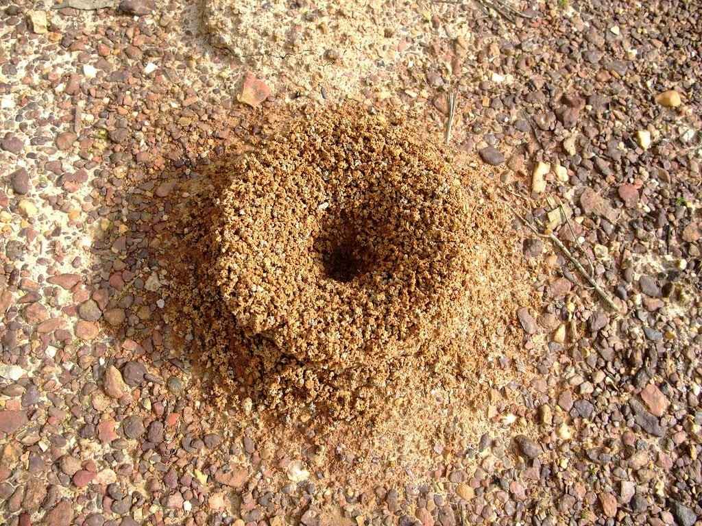 Ants as Soil Engineers
