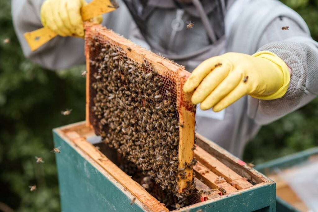 Beekeeping for Honey and Pollination Services