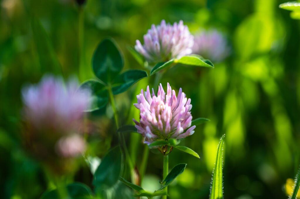 Clovers and Alfalfa