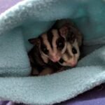 Exotic Pet Animals