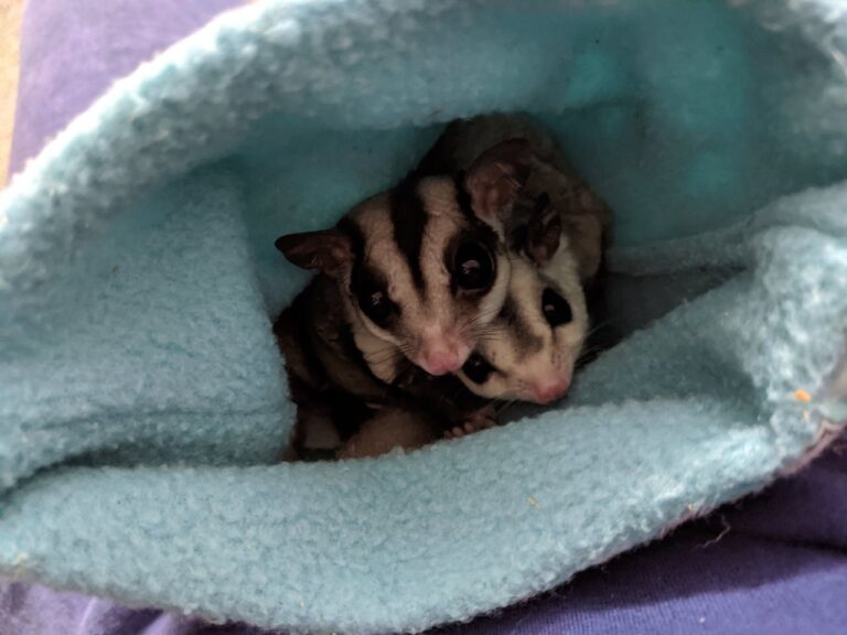 Exotic Pet Animals