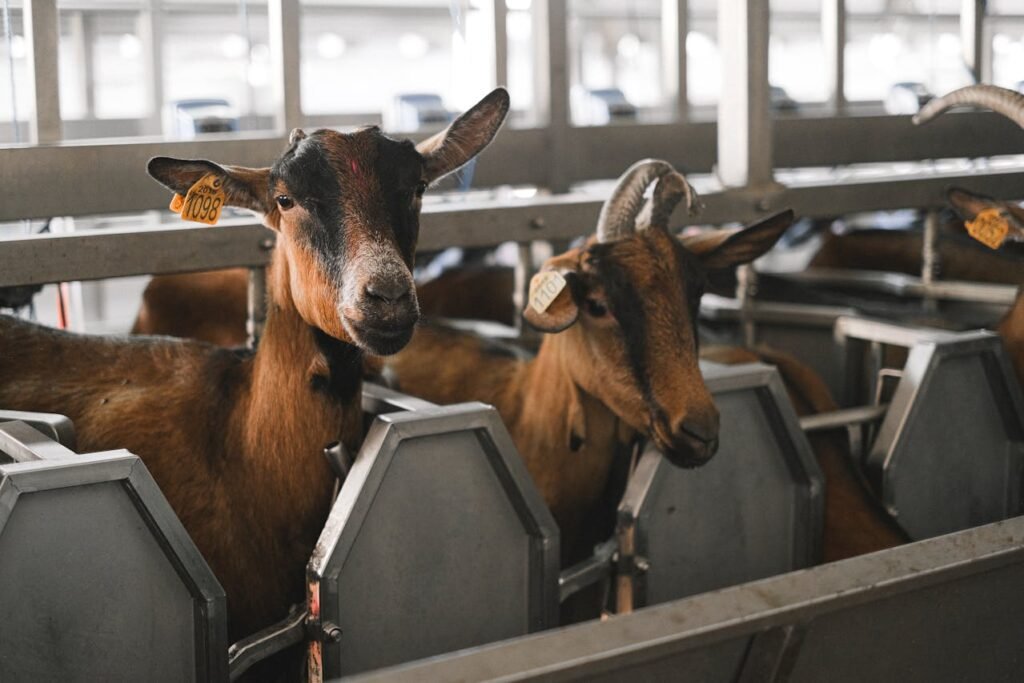 Goat Farming for Milk and Meat