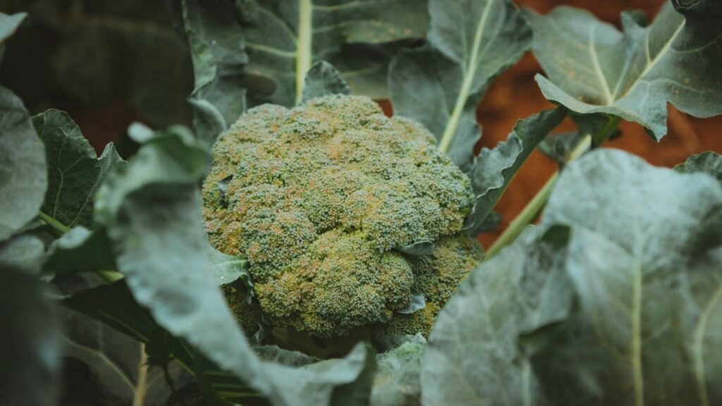 Growing Your Own Broccoli