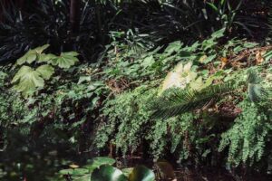 Invasive Plant Species Examples