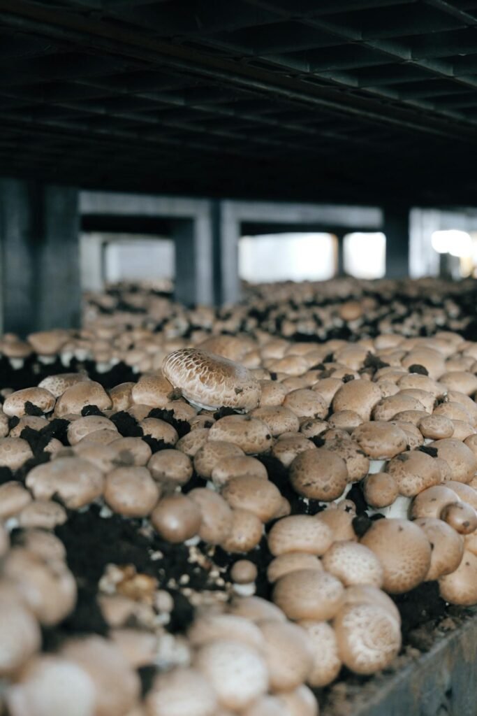 Mushroom Cultivation