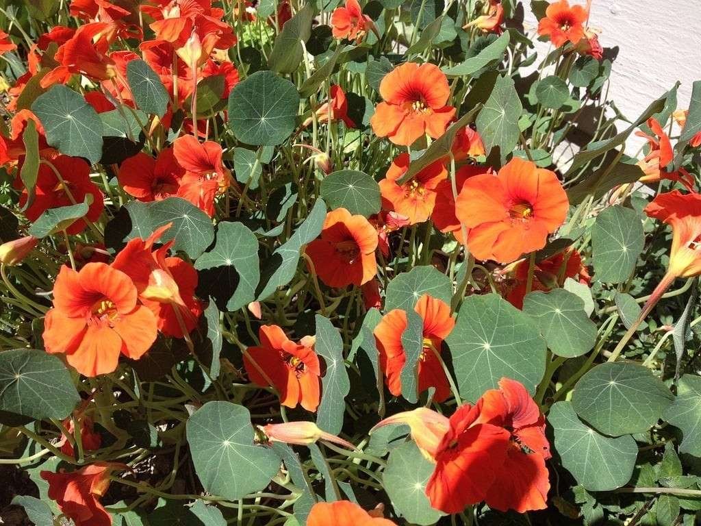 Nasturtiums Companion Planting