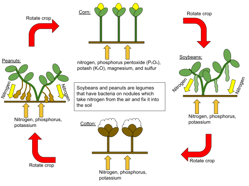 Pros and Cons of Crop Rotation in Agriculture