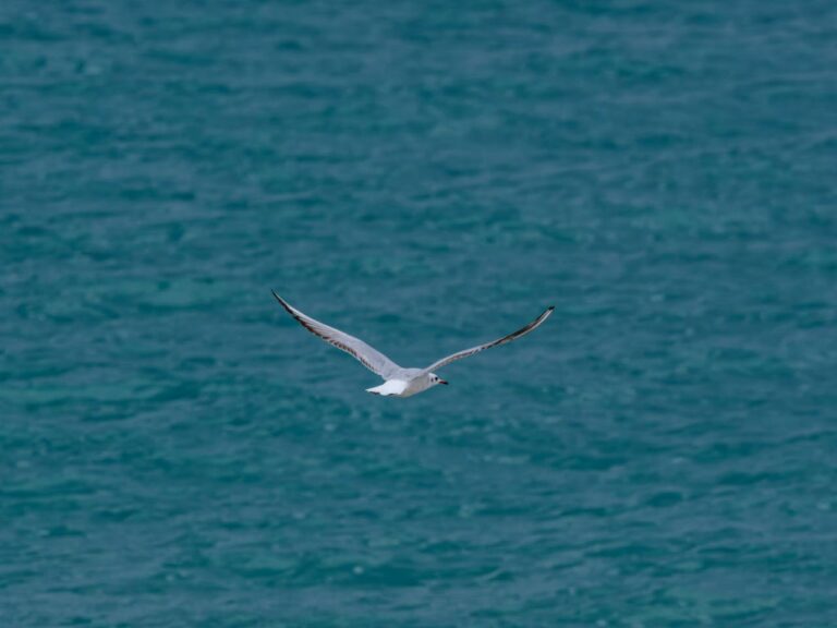 Animal Migration Examples