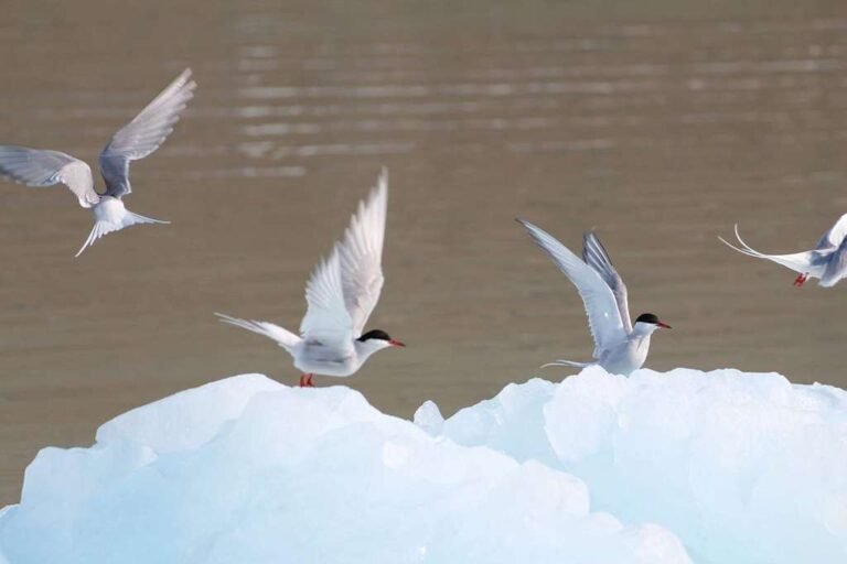 Migration Animals. Examples 10 Animal Migration Examples | What is Green Living?