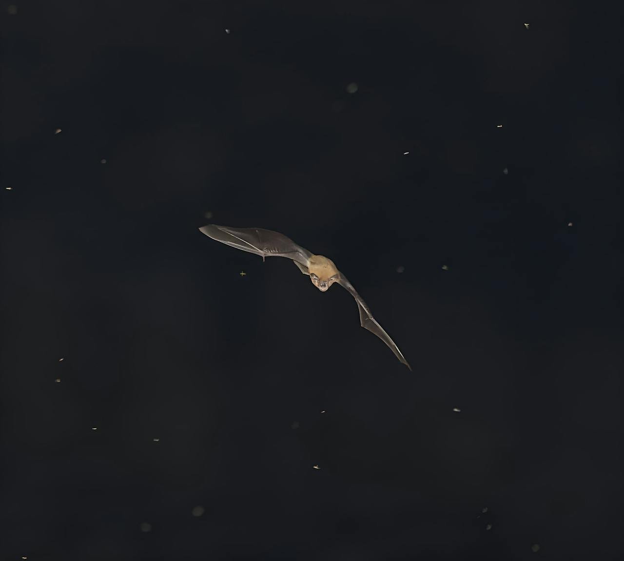 10 Animal Migration Examples | What is Green Living?