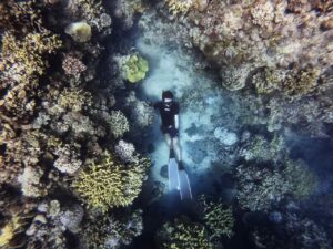 Green Fins - Sustainable Tourism for Coral Reef Protection