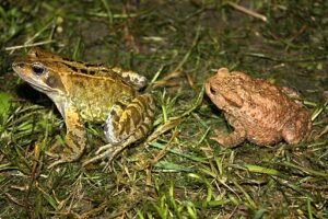 How Are Frogs and Toads Important to the Environment