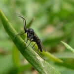 How to Get Rid of Gnats on Plants Naturally