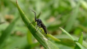 How to Get Rid of Gnats on Plants Naturally
