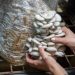 Plastic-Eating Fungi