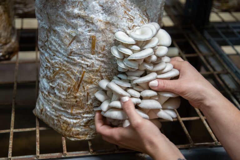 Plastic-Eating Fungi