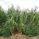 Pros and Cons of Intercropping in Agriculture