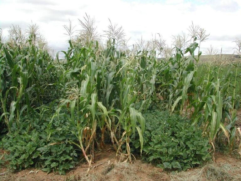 Pros and Cons of Intercropping in Agriculture